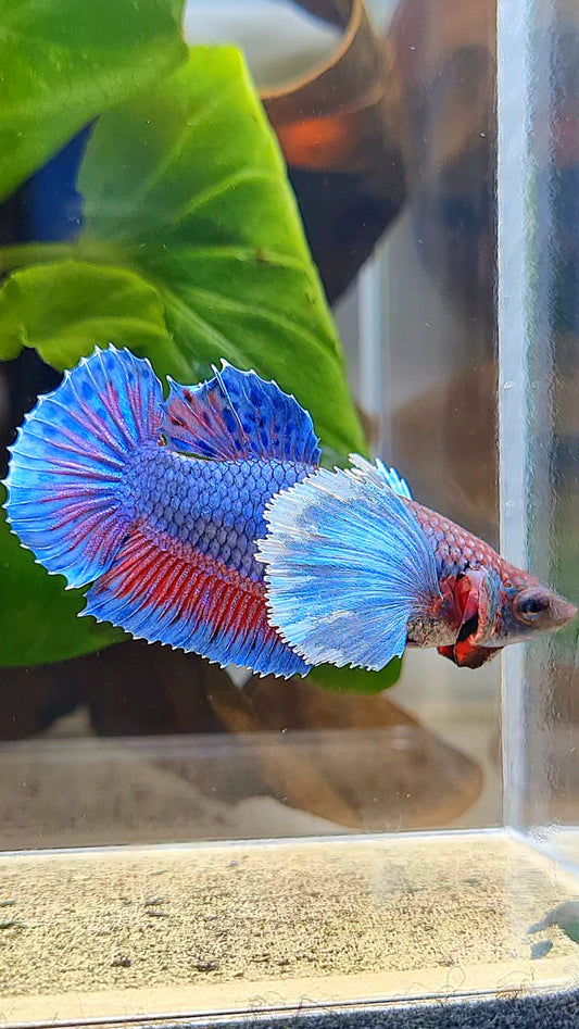 FEMALE PLAKAT SUPER DUMBO EAR BLUE PURPLE BETTA FISH