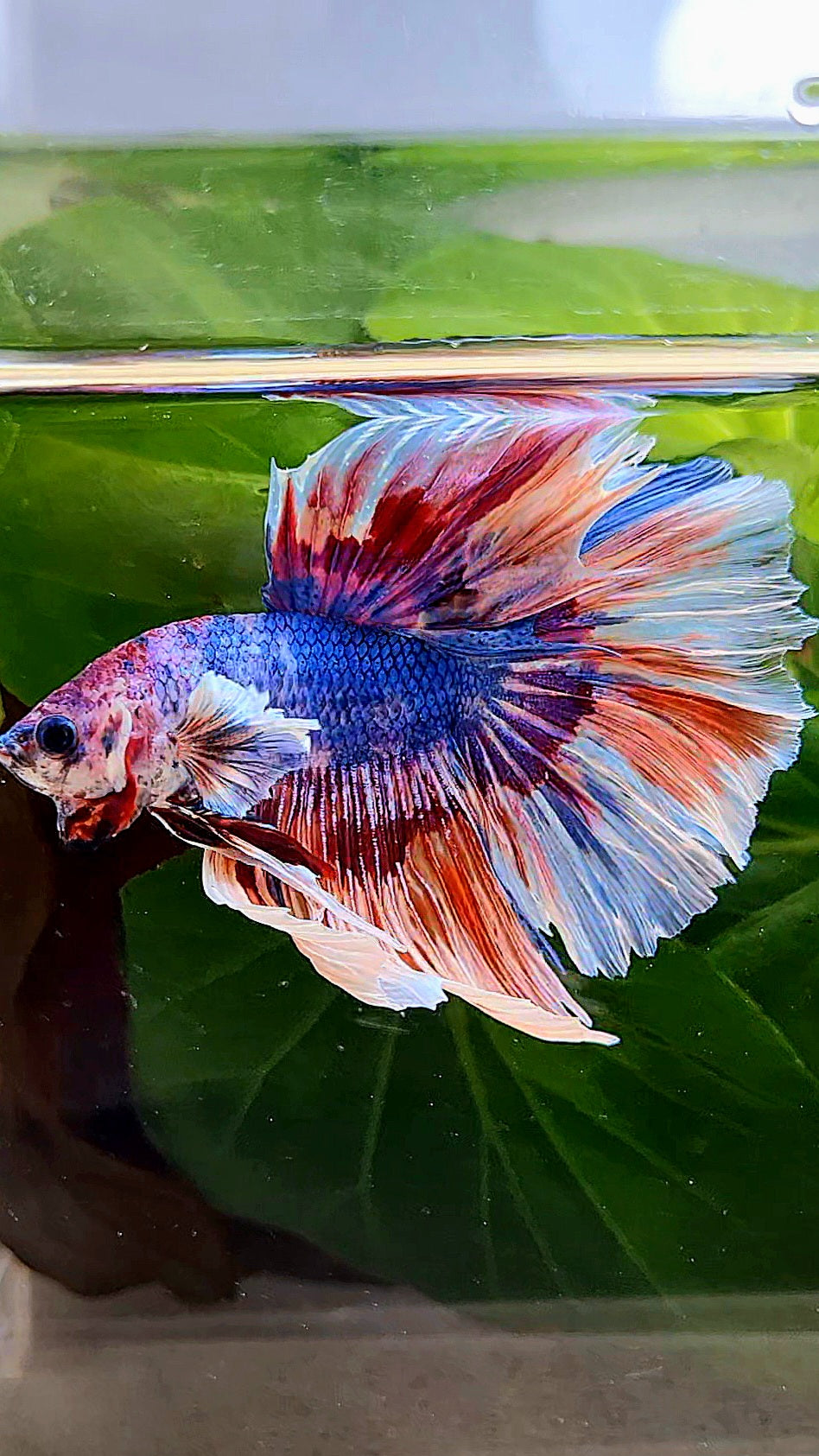 XL HALFMOON ROSETAIL BIG EAR BLUE FANCY MULTICOLOR BETTA FISH