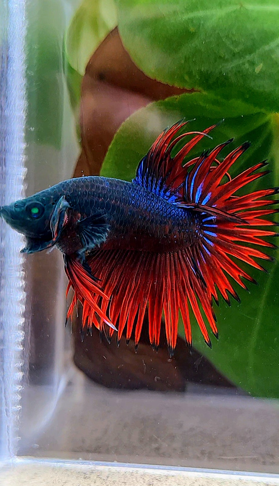 CROWNTAIL HULK VAMPIRE BETTA FISH