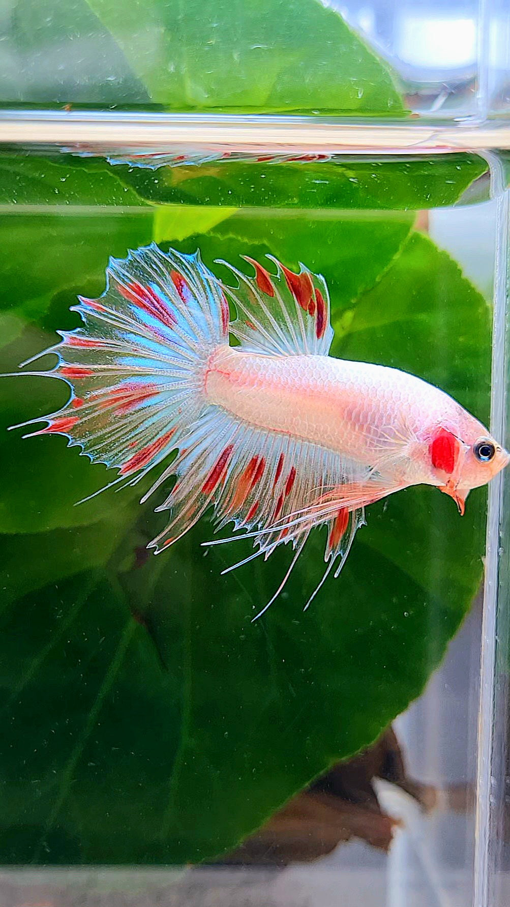 CROWNTAIL FANCY ARMAGEDDON BETTA FISH