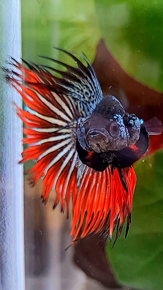 CROWNTAIL IMBELLIS ORANGE COPPER HYBRID WILD BETTA FISH