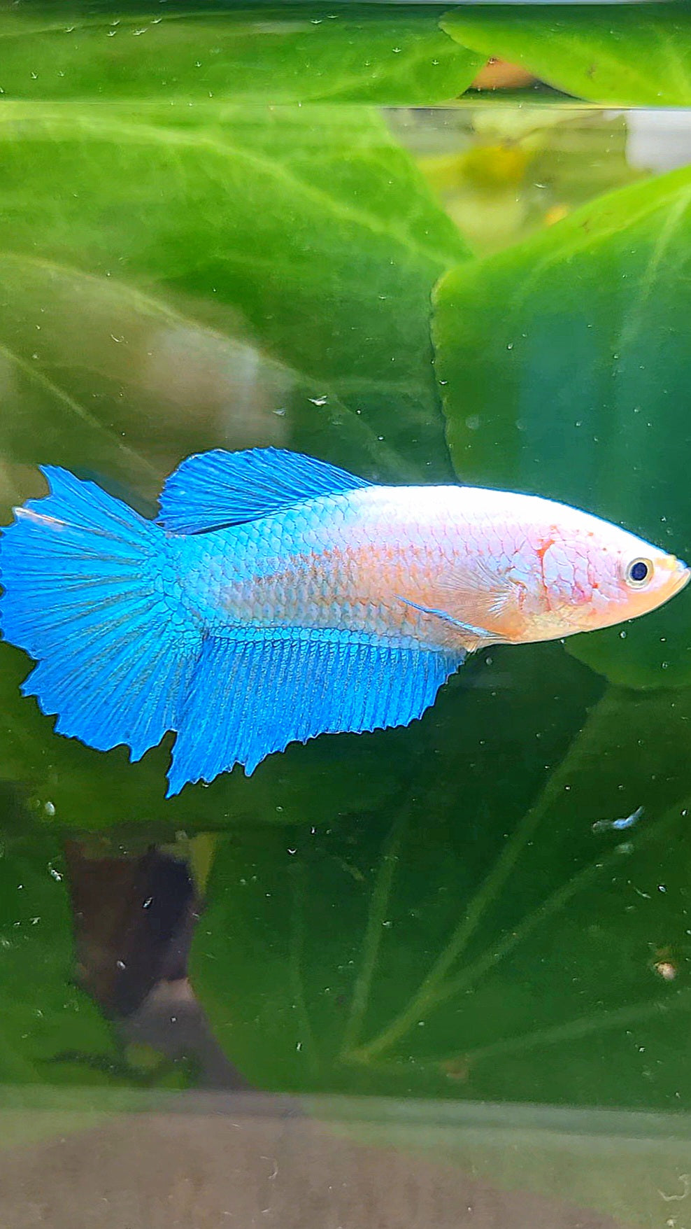 FEMALE HALFMOON BLUE WHITE FACE BETTA FISH