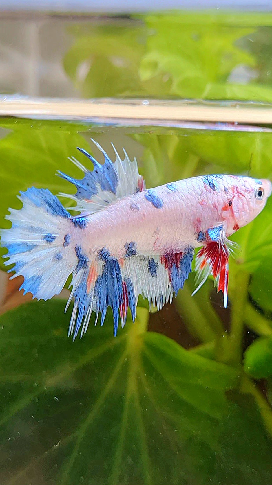 FEMALE CROWNTAIL WHITE CANDY BLUE MULTICOLOR BETTA FISH