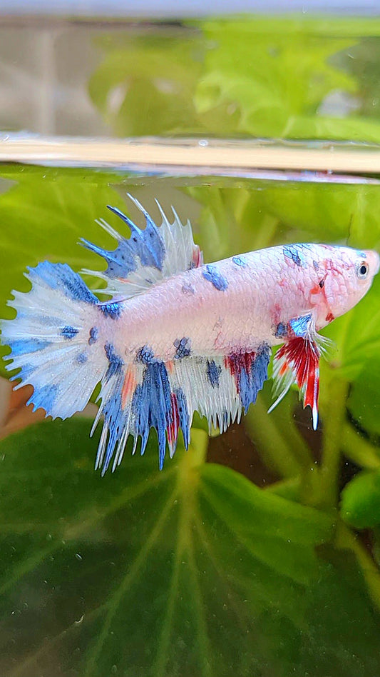 FEMALE CROWNTAIL WHITE CANDY BLUE MULTICOLOR BETTA FISH