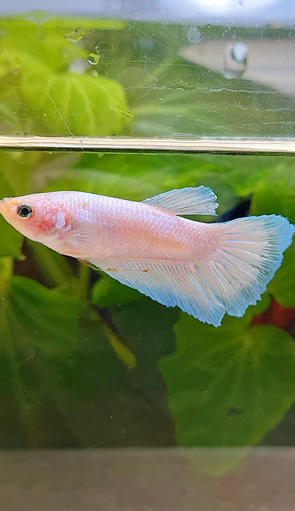 FEMALE HALFMOON WHITE BLUE THIN BETTA FISH