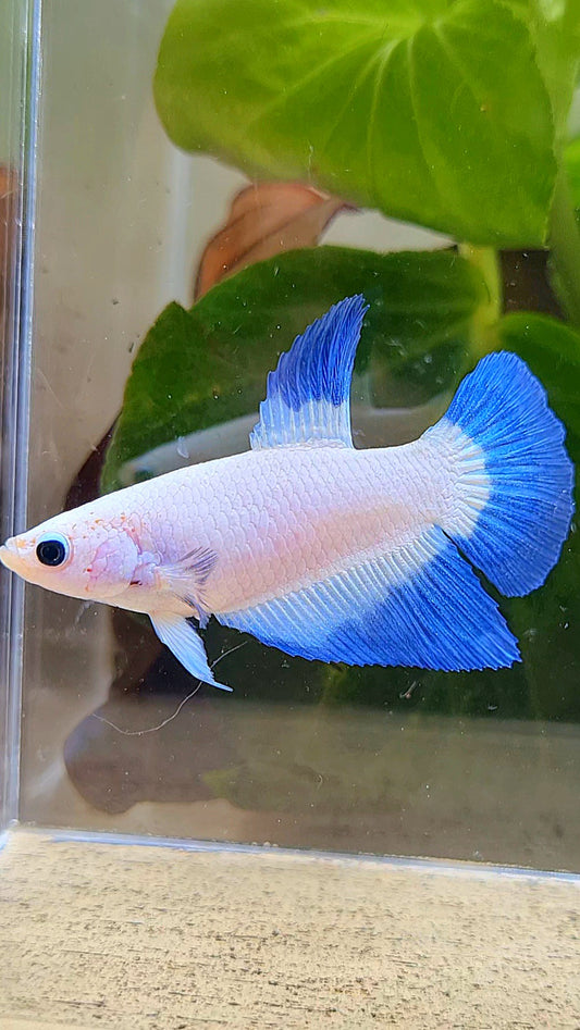 FEMALE HALFMOON BLUE RIM BUTTERFLY BETTA FISH