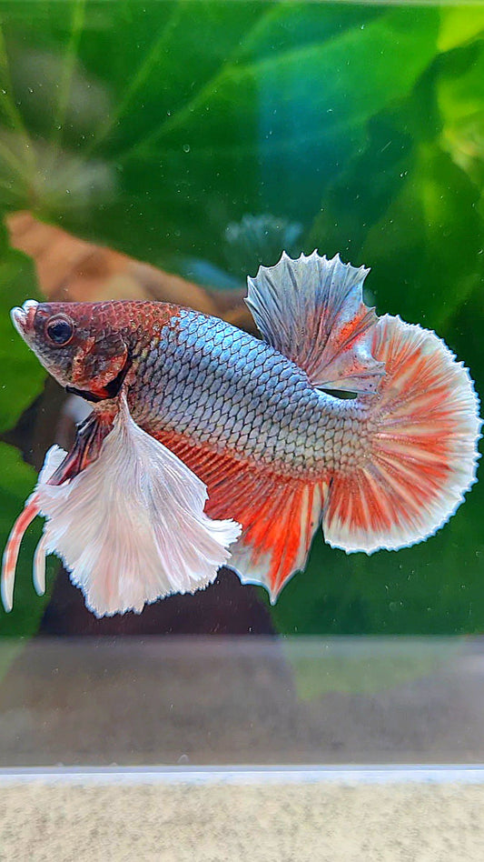 PLAKAT SUPER DUMBO EAR COPPER RED BETTA FISH