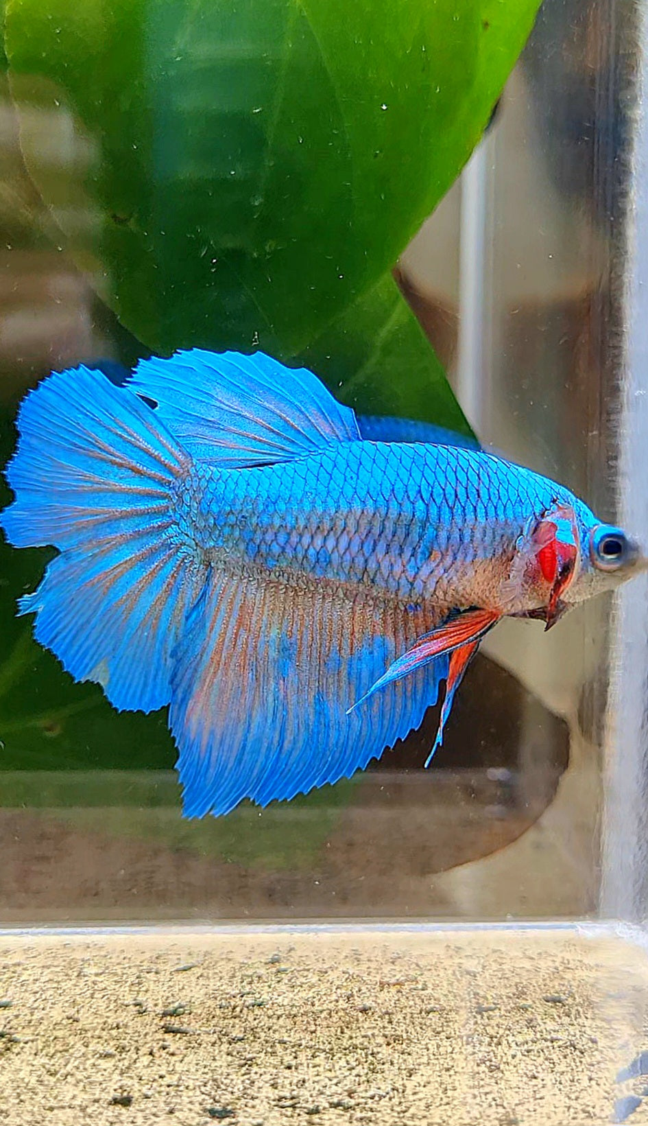 FEMALE HALFMOON BLUE ORANGE WASH BETTA FISH