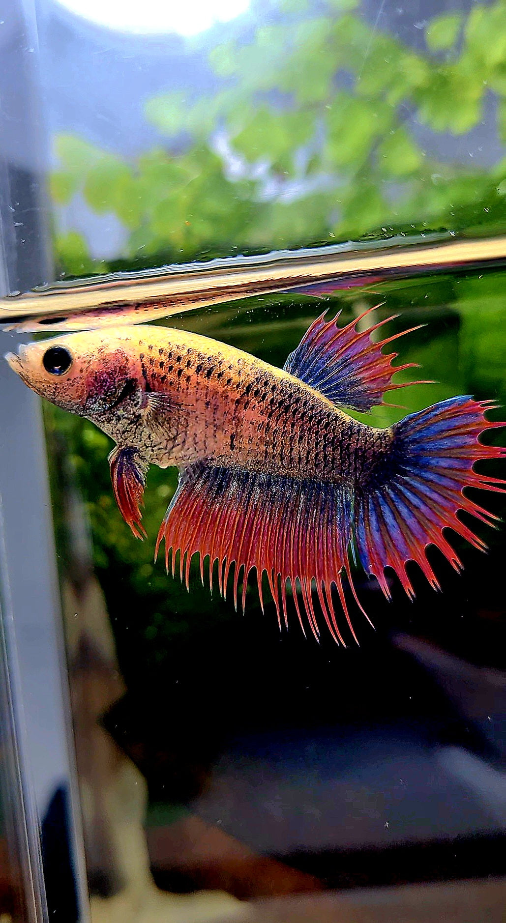FEMALE CROWNTAIL PURPLE MASCOT BETTA FISH