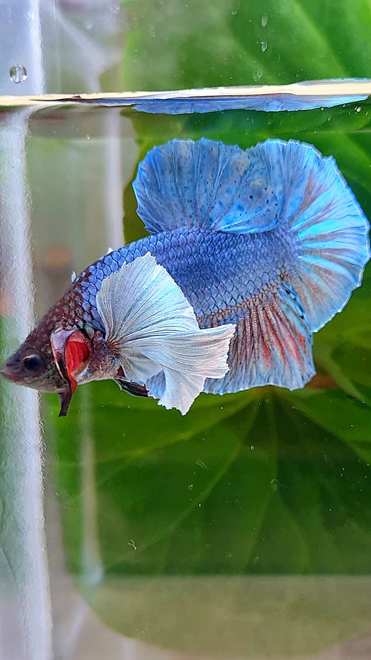 PLAKAT DUMBO EAR BLUE TURQUOISE BETTA FISH