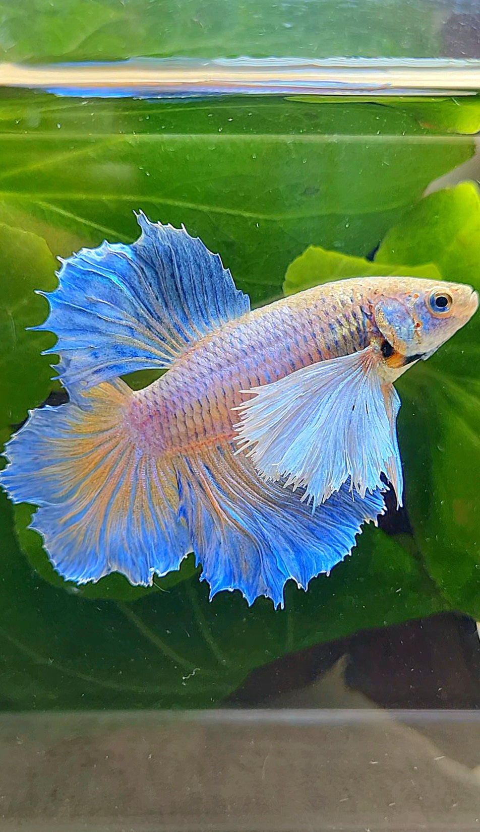 LUXURY FEMALE HALFMOON ROSETAIL DUMBO EAR BLUE ORANGE PINEAPPLE BETTA FISH
