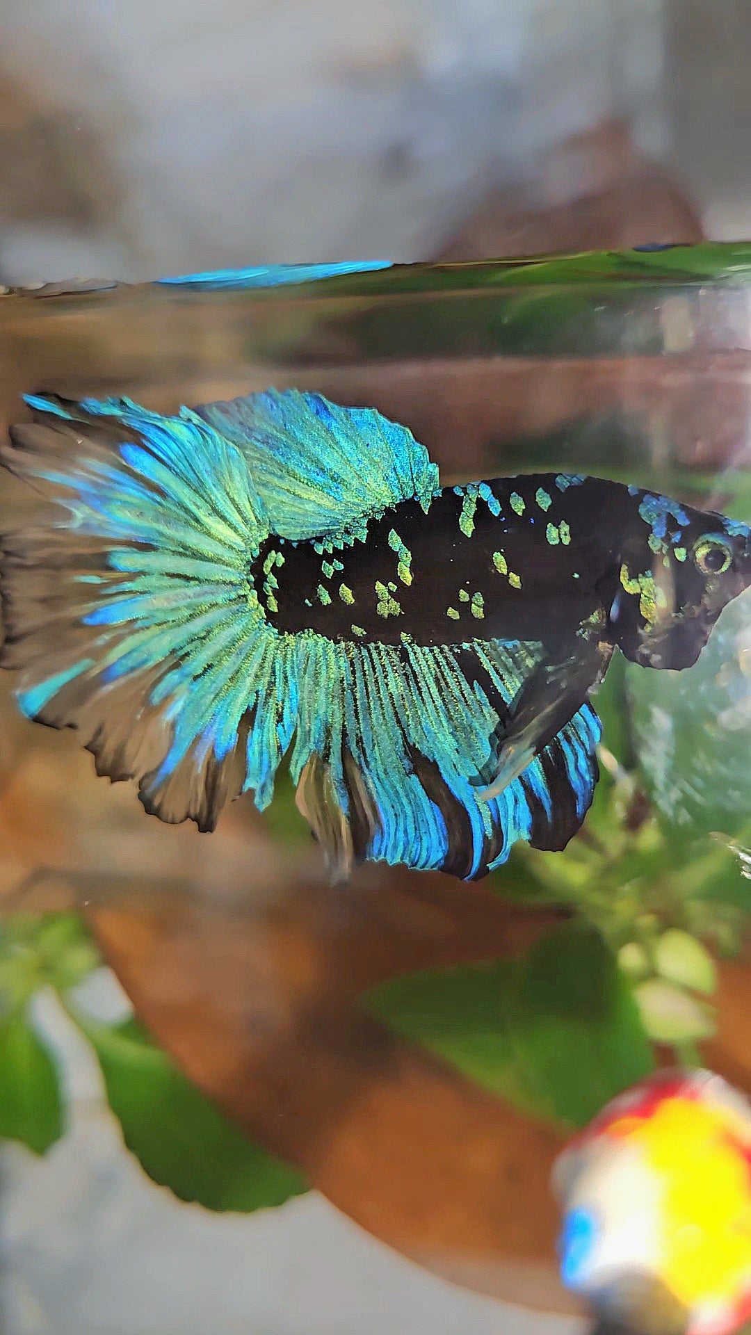 HALFMOON ROSETAIL BLACK GALAXY AVATAR BLUE YELLOW BETTA FISH