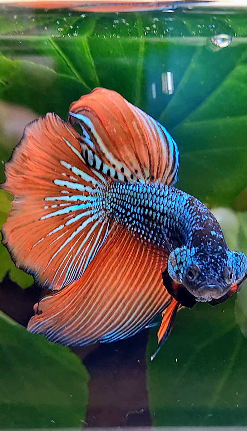 HALFMOON HYBRID BLUE ORANGE WILD BETTA FISH