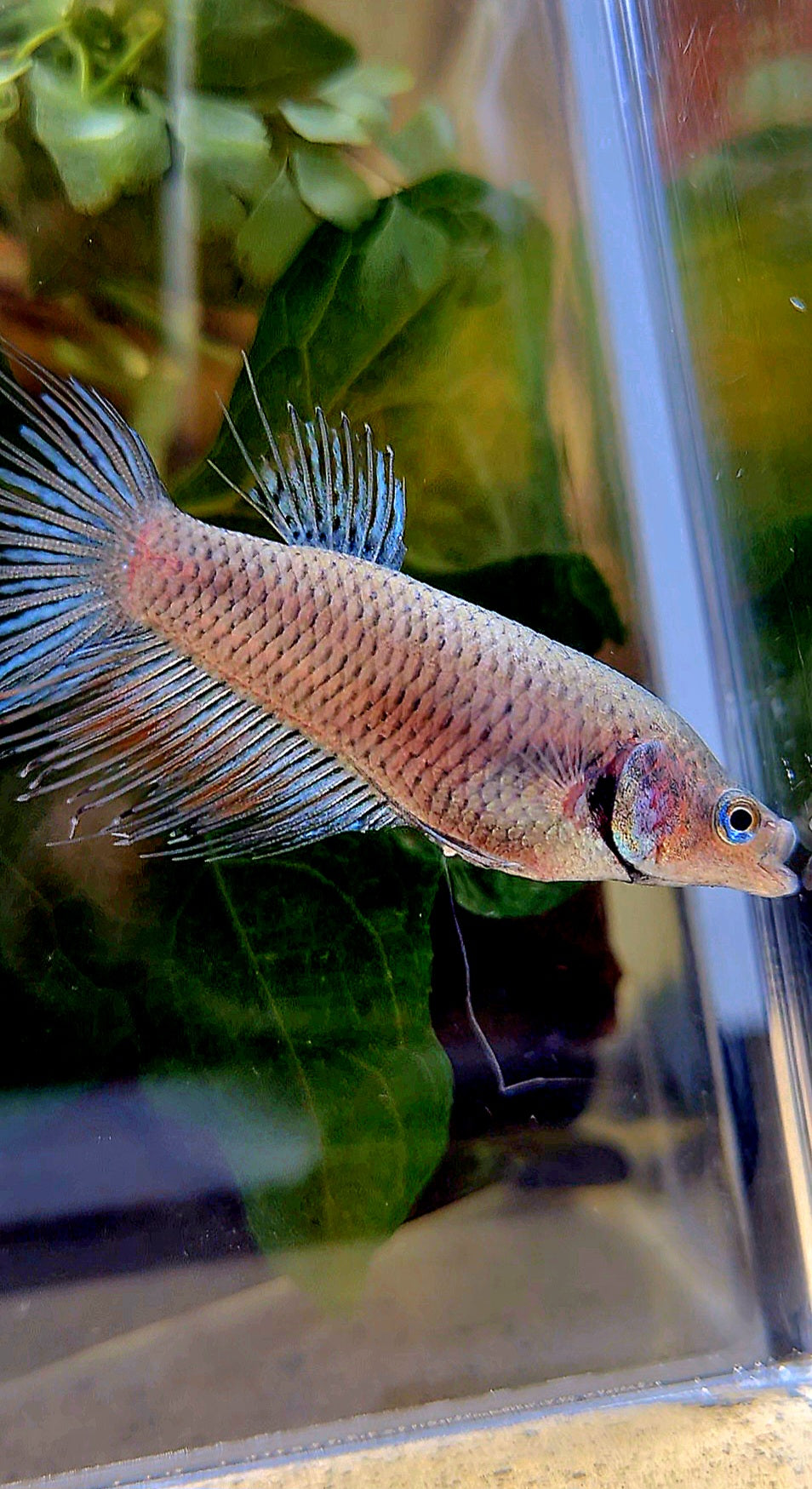 FEMALE CROWNTAIL BETTA FISH