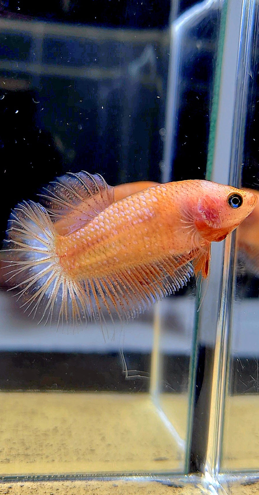 FEMALE PLAKAT CELLOPHANE TRANSPARENT BETTA FISH
