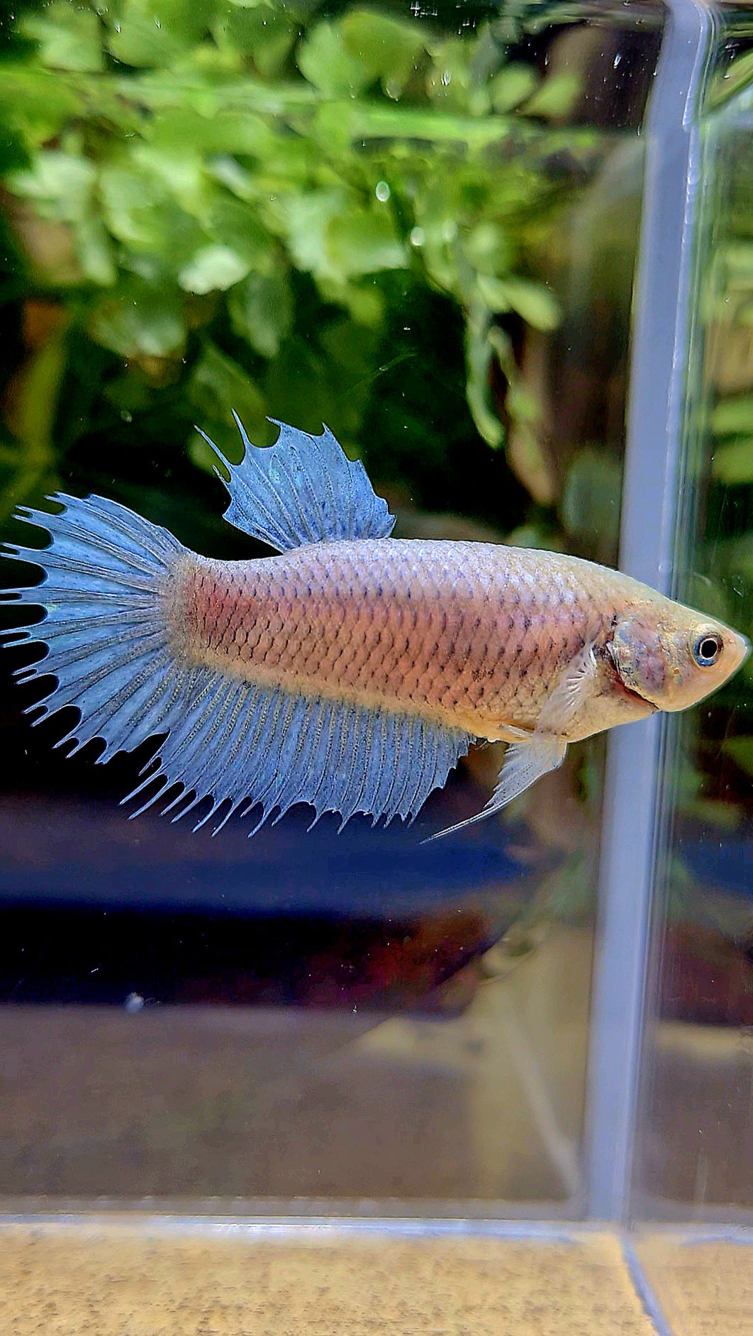 FEMALE CROWNTAIL BETTA FISH