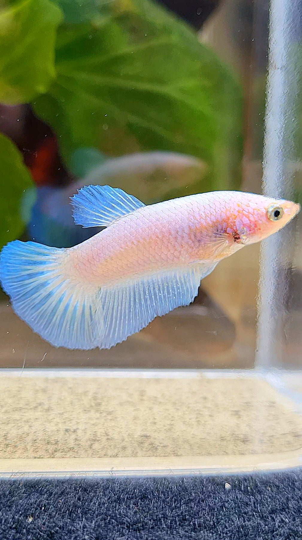 FEMALE HALFMOON BLUE RIM BETTA FISH