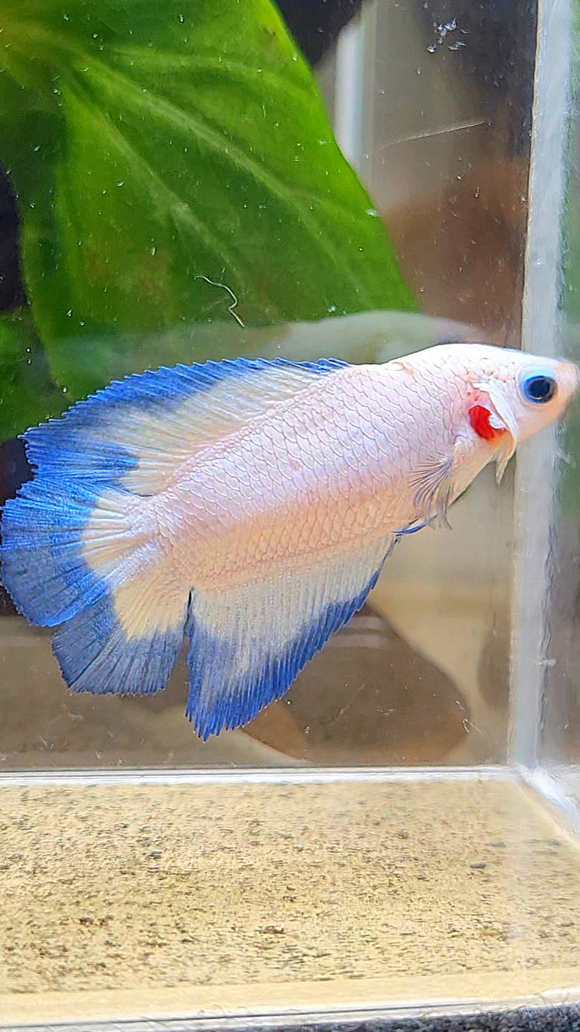 FEMALE HALFMOON DOUBLE TAIL BLUE RIM BUTTERFLY BETTA FISH