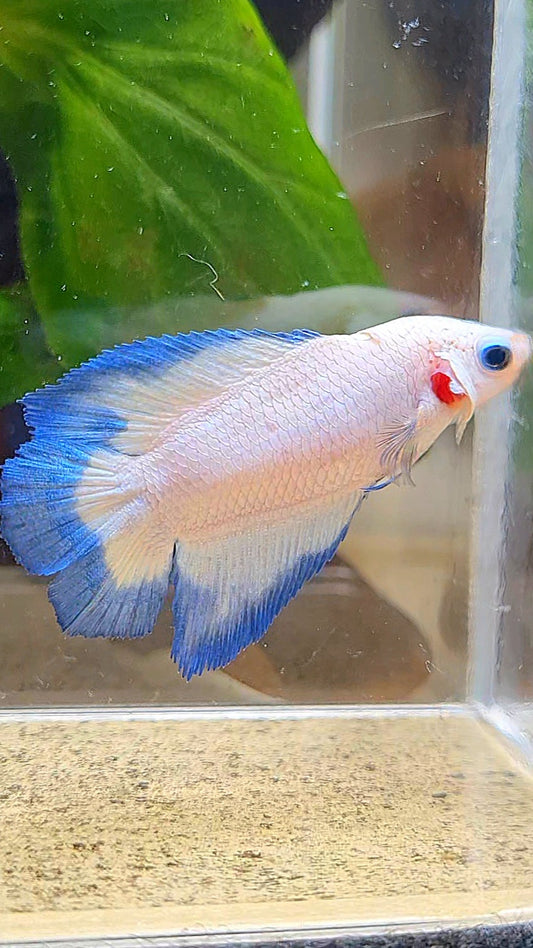 FEMALE HALFMOON DOUBLE TAIL BLUE RIM BUTTERFLY BETTA FISH