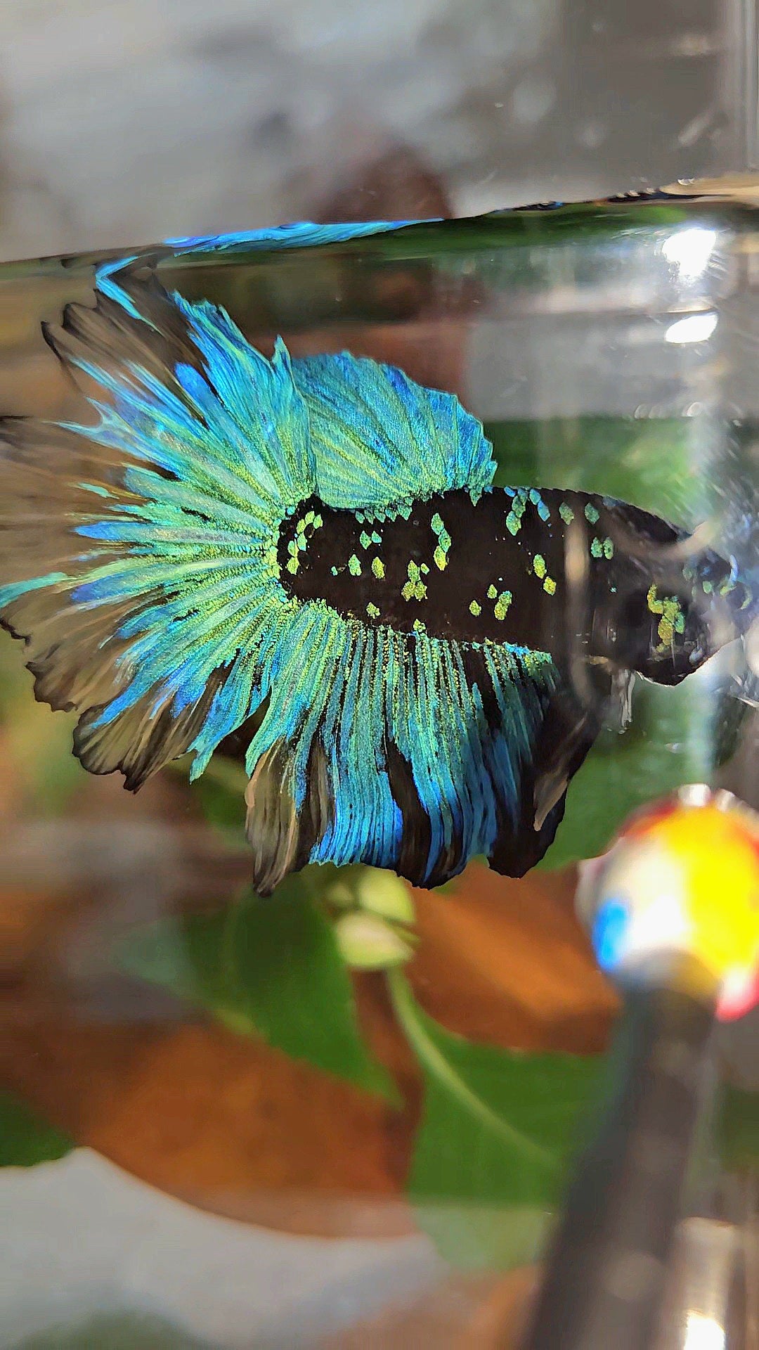 HALFMOON ROSETAIL BLACK GALAXY AVATAR BLUE YELLOW BETTA FISH