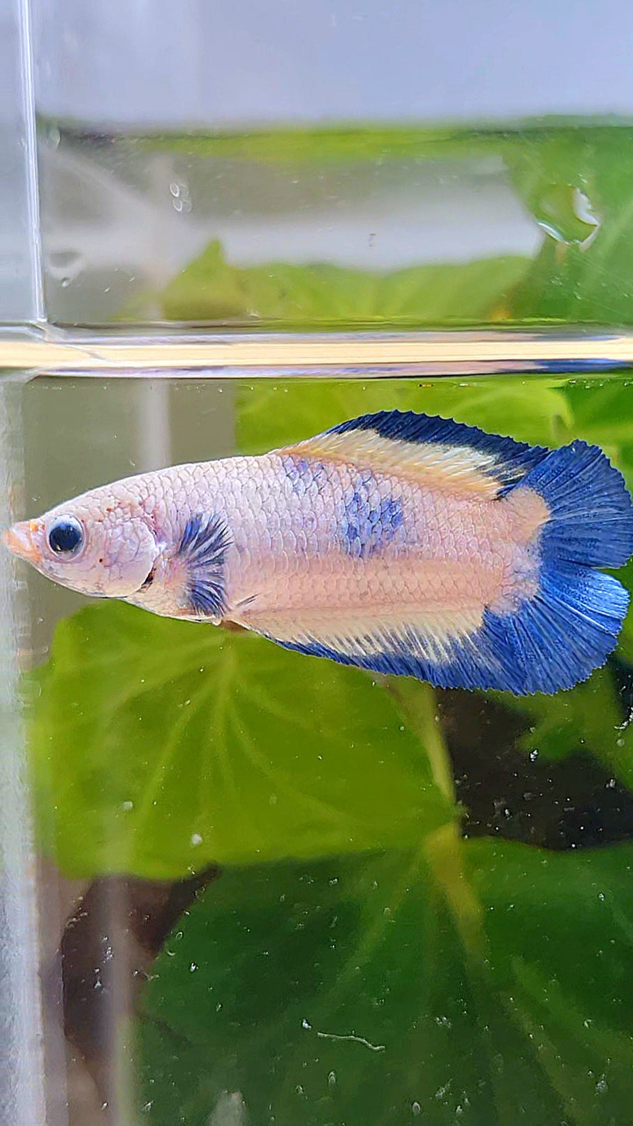 FEMALE PLAKAT DOUBLE TAIL BLUE RIM MARBLE BETTA FISH