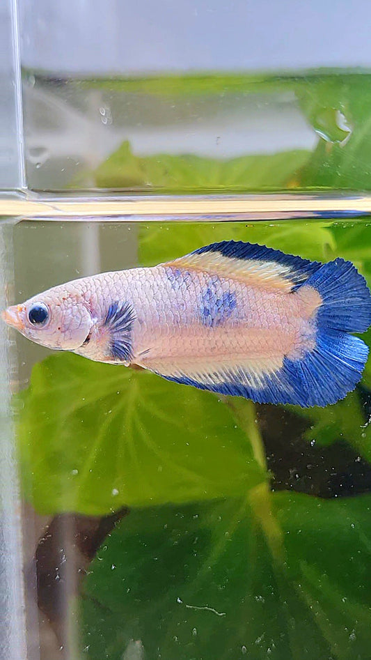 FEMALE PLAKAT DOUBLE TAIL BLUE RIM MARBLE BETTA FISH