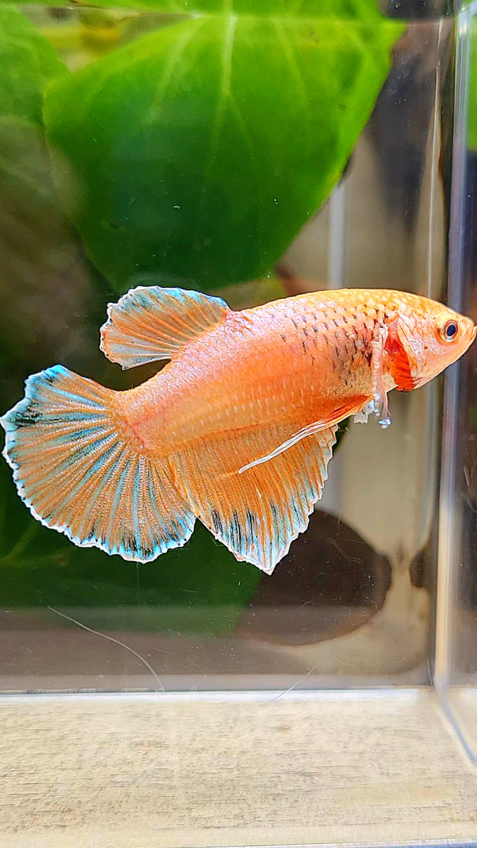 FEMALE HALFMOON ORANGE PINEAPPLE BETTA FISH
