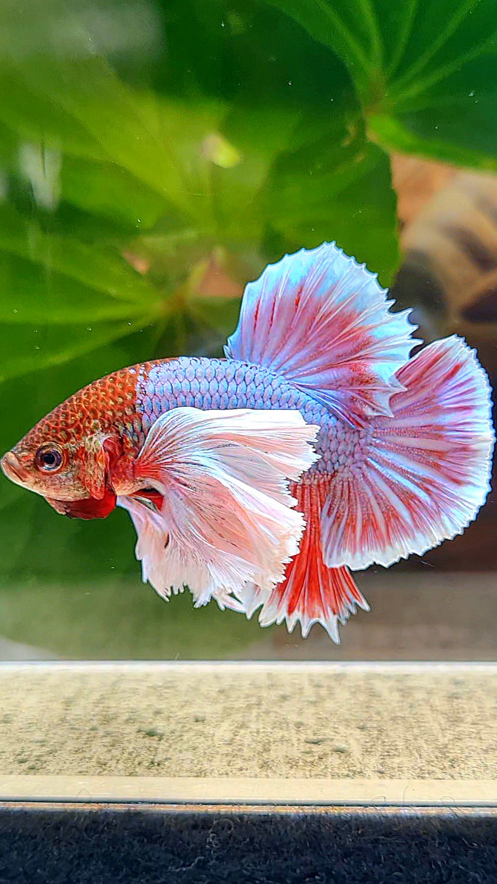 LUXURY HMPK SUPER DUMBO EAR PURPLE UNICORN BETTA FISH
