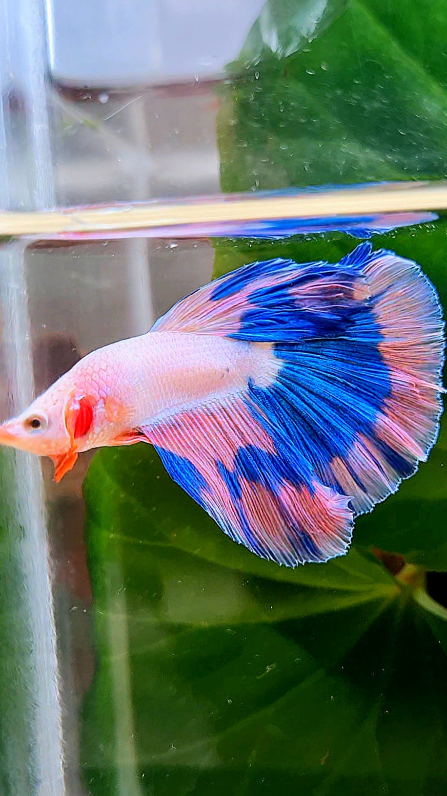 LUXURY HALFMOON ROSETAIL PINK FANCY FLAMINGGO BLUE BUTTERFLY BETTA FISH
