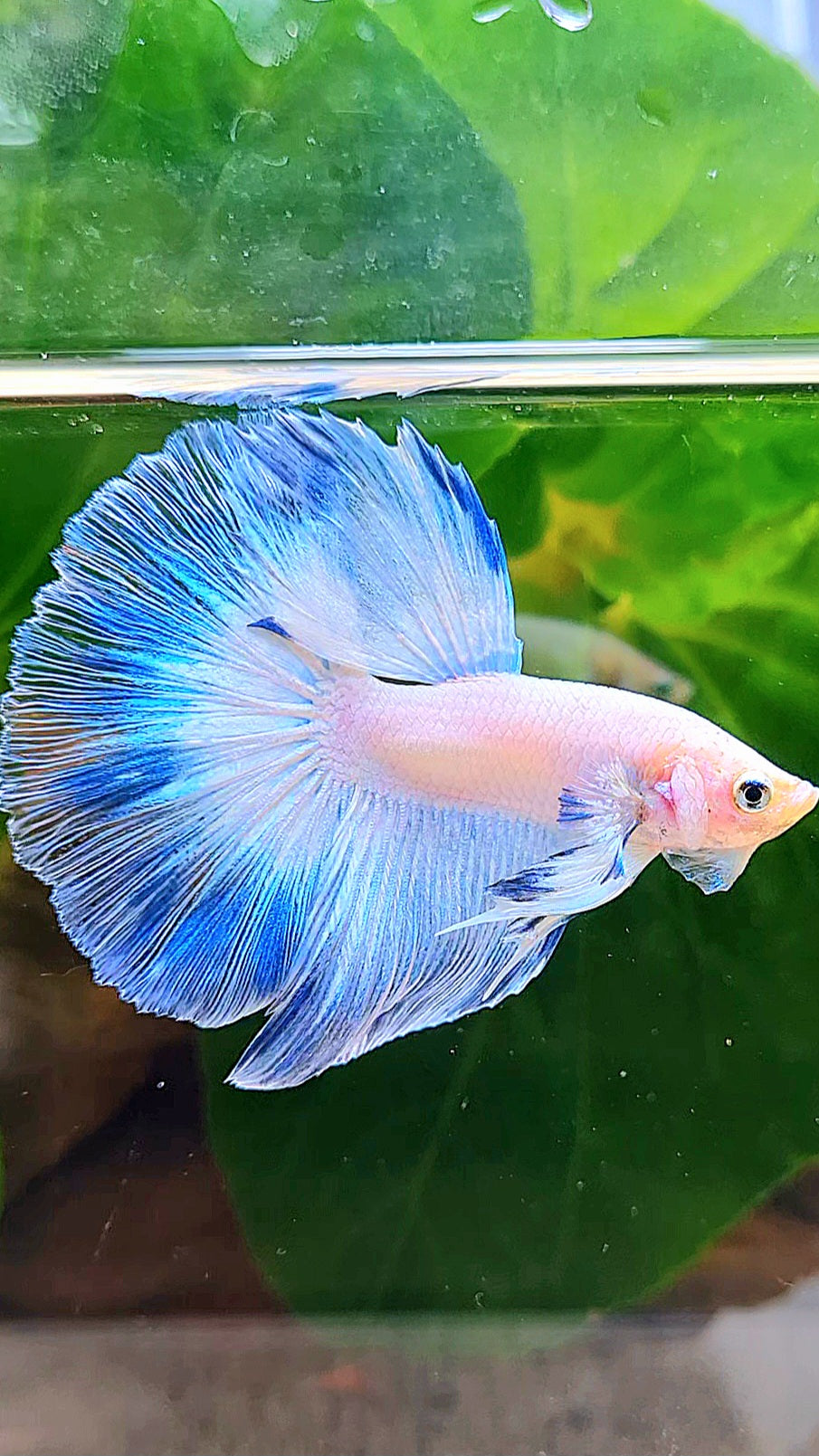 LUXURY HALFMOON FANCY ICE BLUE RIM BUTTERFLY BETTA FISH