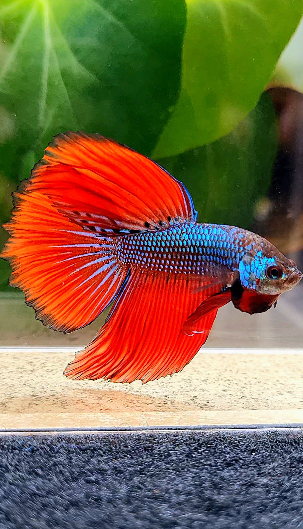 HALFMOON IMBELLIS RED BLUE HYBRID WILD BETTA FISH