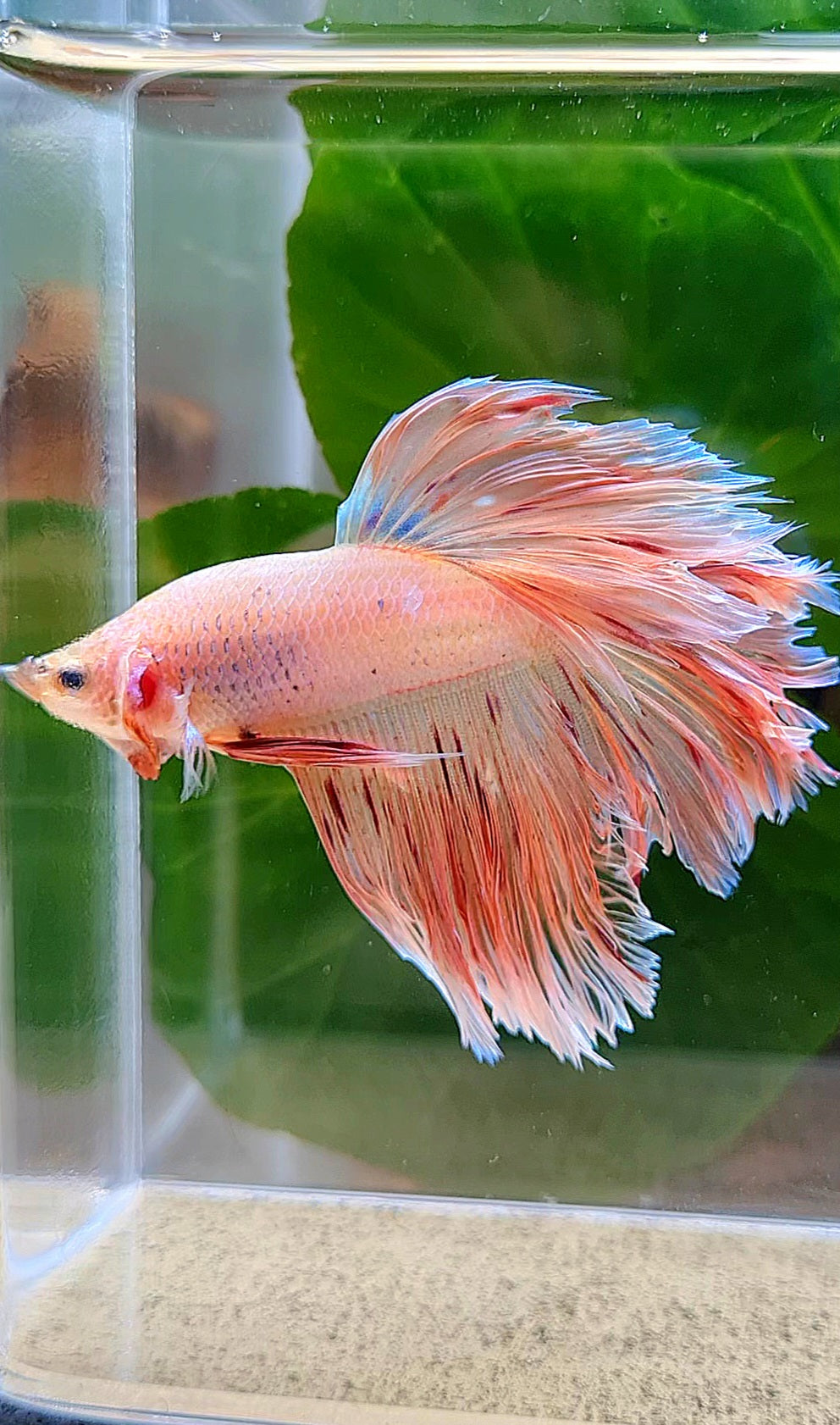 HALFMOON ROSETAIL PINK FANCY FLAMINGGO ARMAGEDDON BETTA FISH