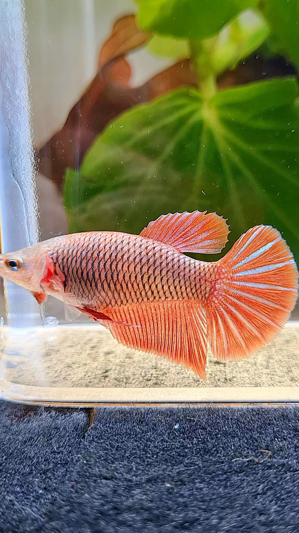FEMALE HMPK RED FANCY BETTA FISH