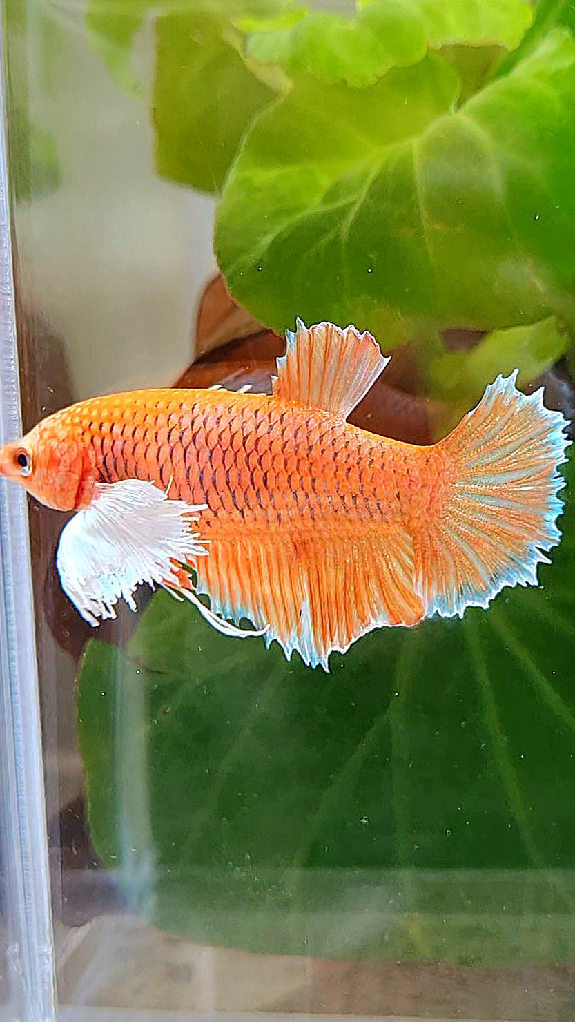FEMALE HALFMOON DUMBO EAR ORANGE PINEAPPLE BETTA FISH