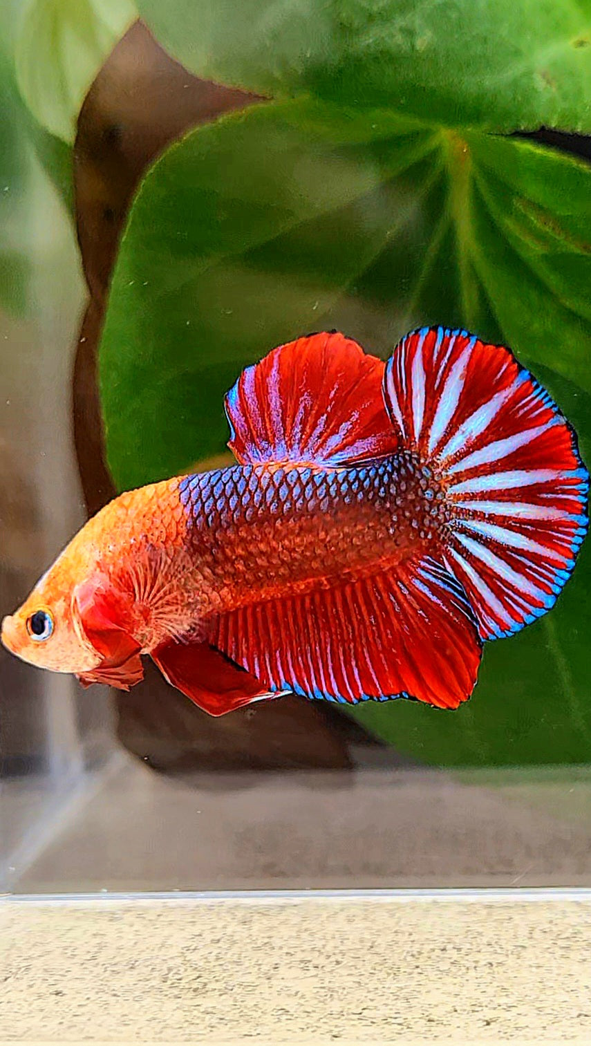 PLAKAT RED FANCY MONKEY FACE BETTA FISH