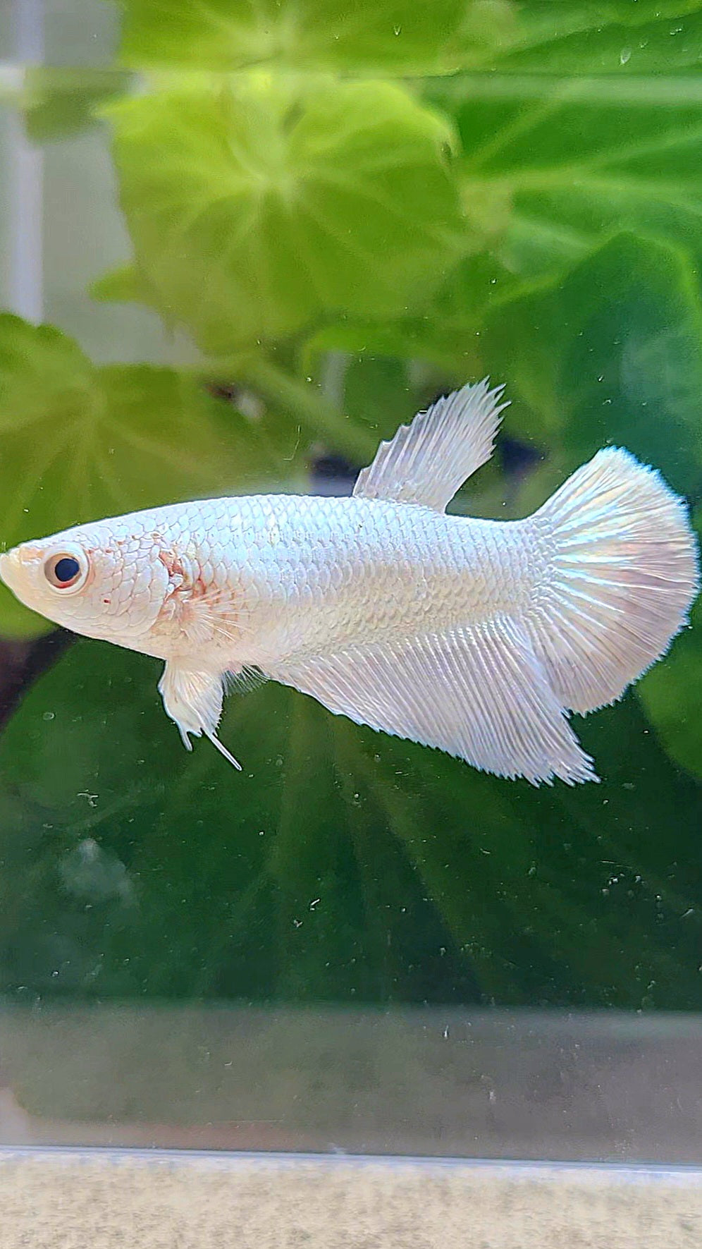 FEMALE HALFMOON COPPER RIM BETTA FISH