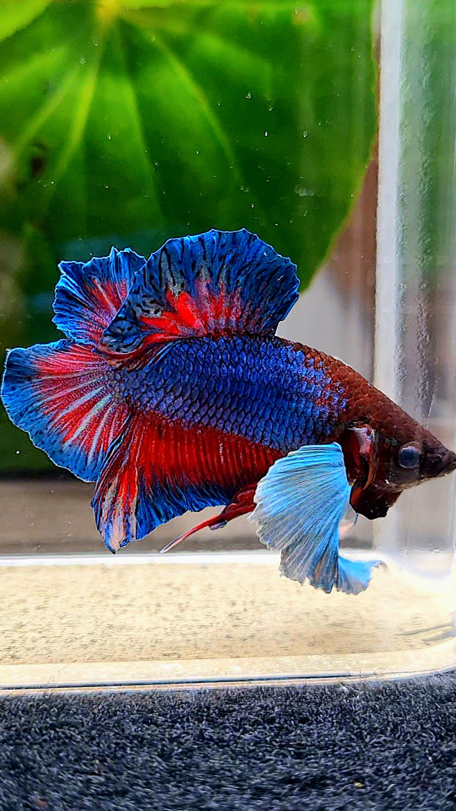 PLAKAT DOUBLE TAIL DUMBO EAR BLUE TURQUOISE BETTA FISH
