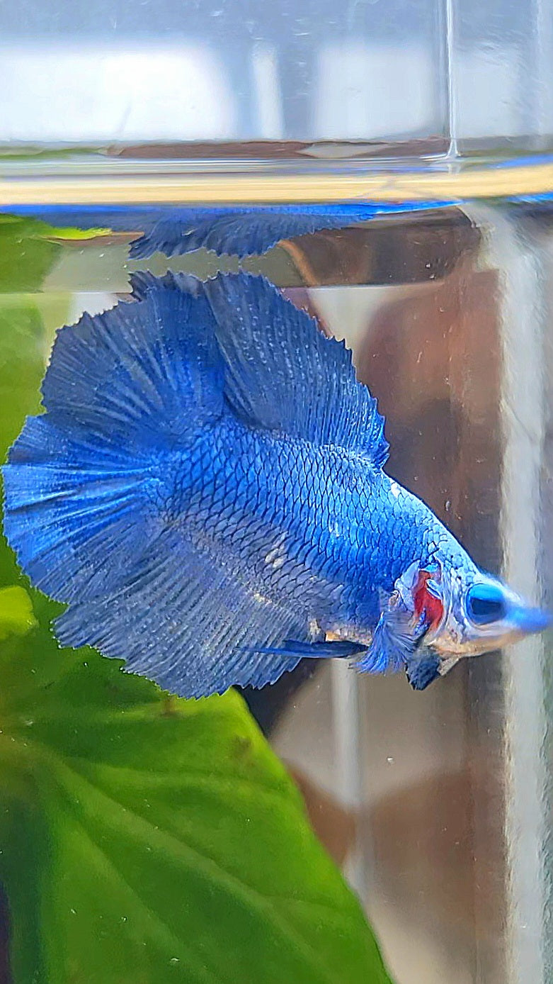 FEMALE HALFMOON DOUBLE TAIL BLUE BETTA FISH
