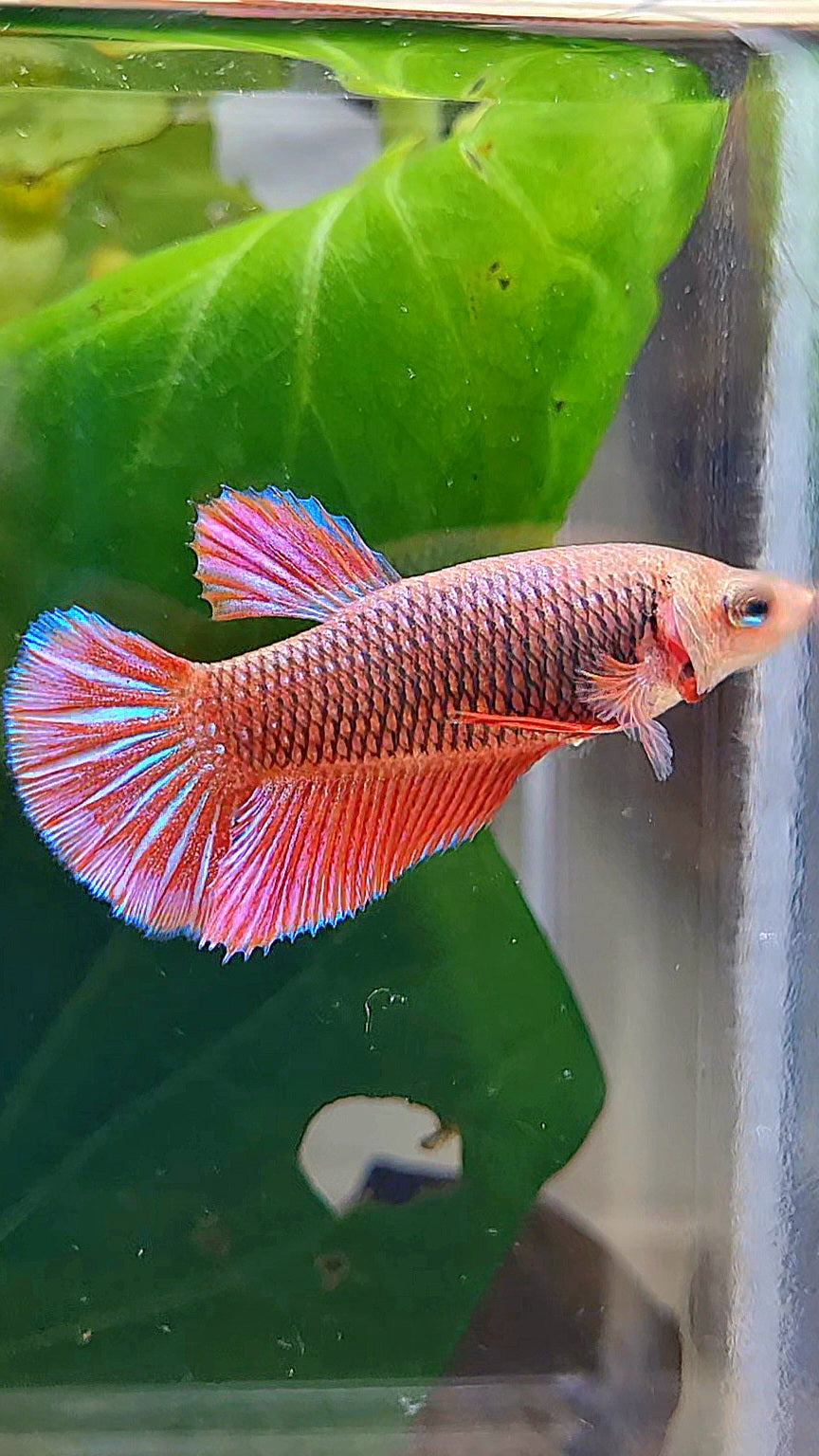 FEMALE HMPK RED PURPLE FANCY BETTA FISH