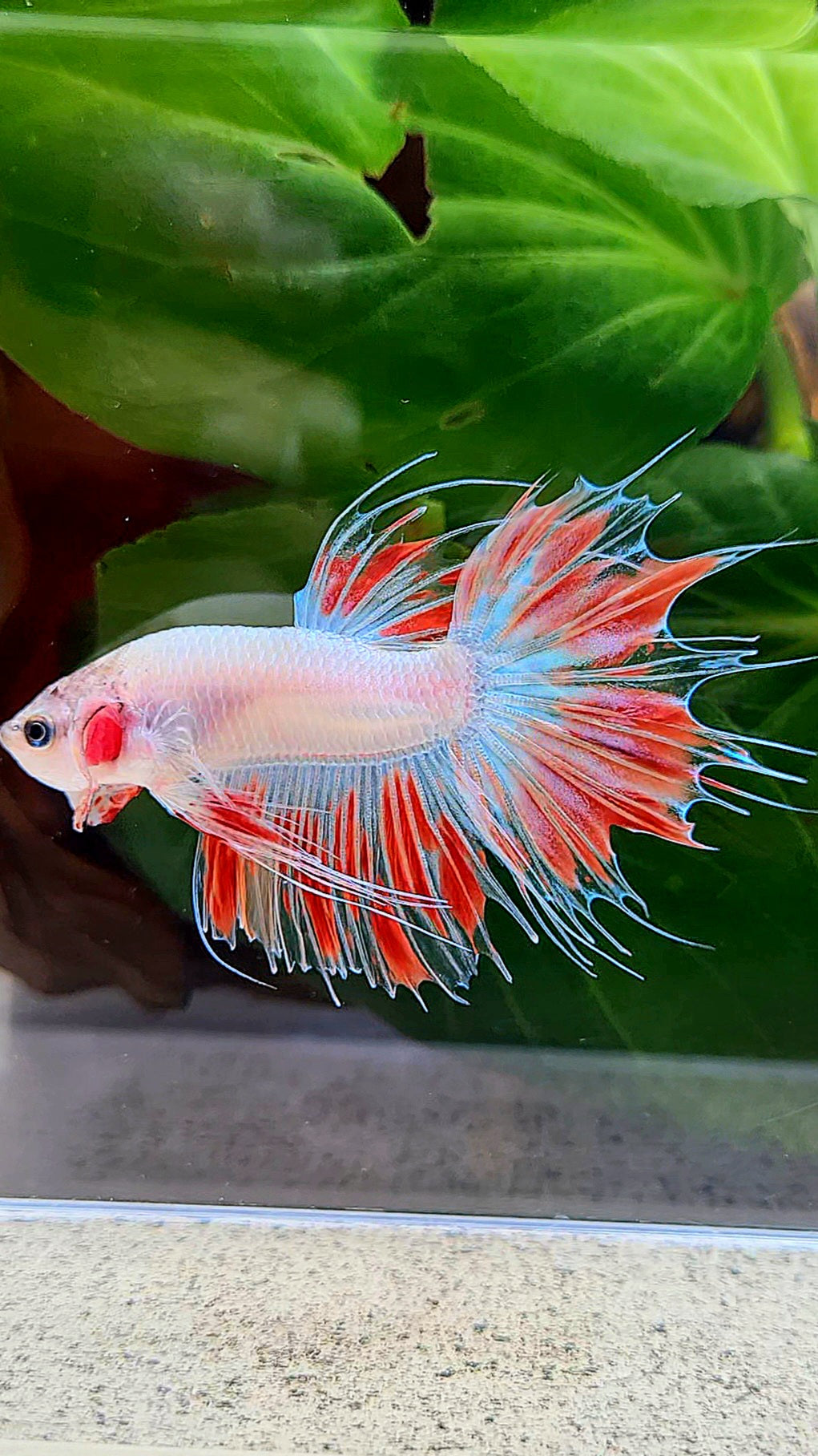 CROWNTAIL ARMAGEDDON FIRE BETTA FISH