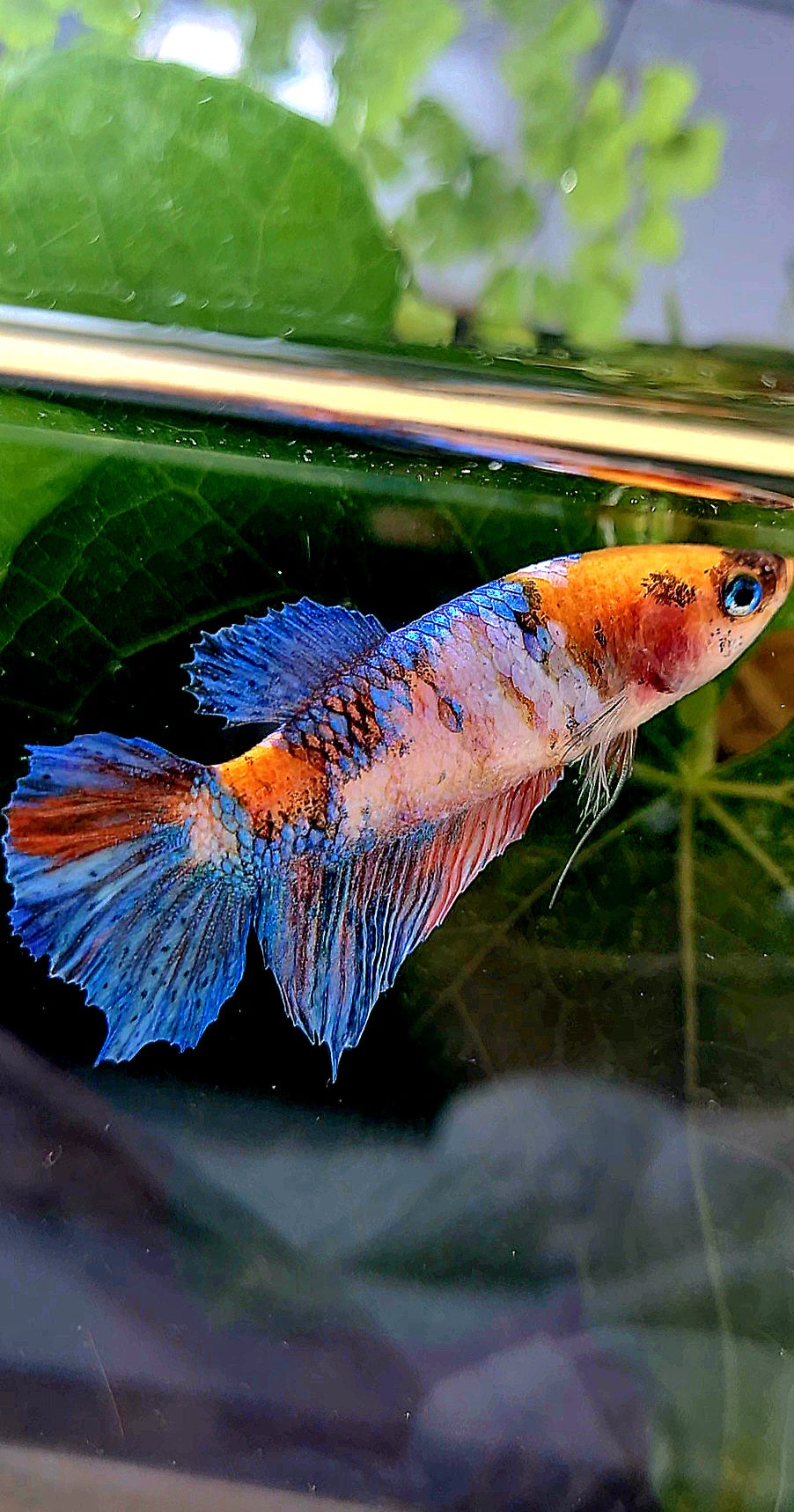 FEMALE HALFMOON GALAXY MULTICOLOR BETTA FISH