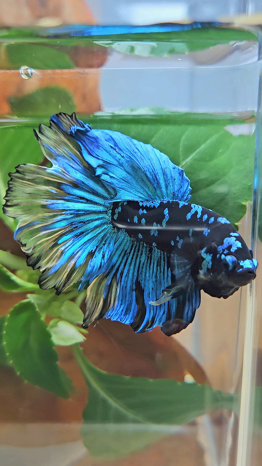 HALFMOON ROSETAIL BLACK GALAXY AVATAR BLUE YELLOW BETTA FISH