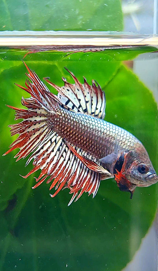 LUXURY CROWNTAIL PLAKAT ALIEN COPPER HYBRID WILD BETTA FISH