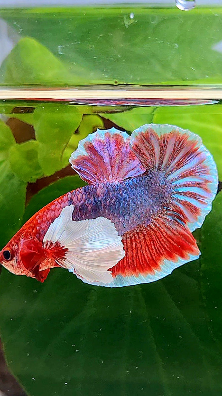 PLAKAT DUMBO EAR RED FANCY BETTA FISH