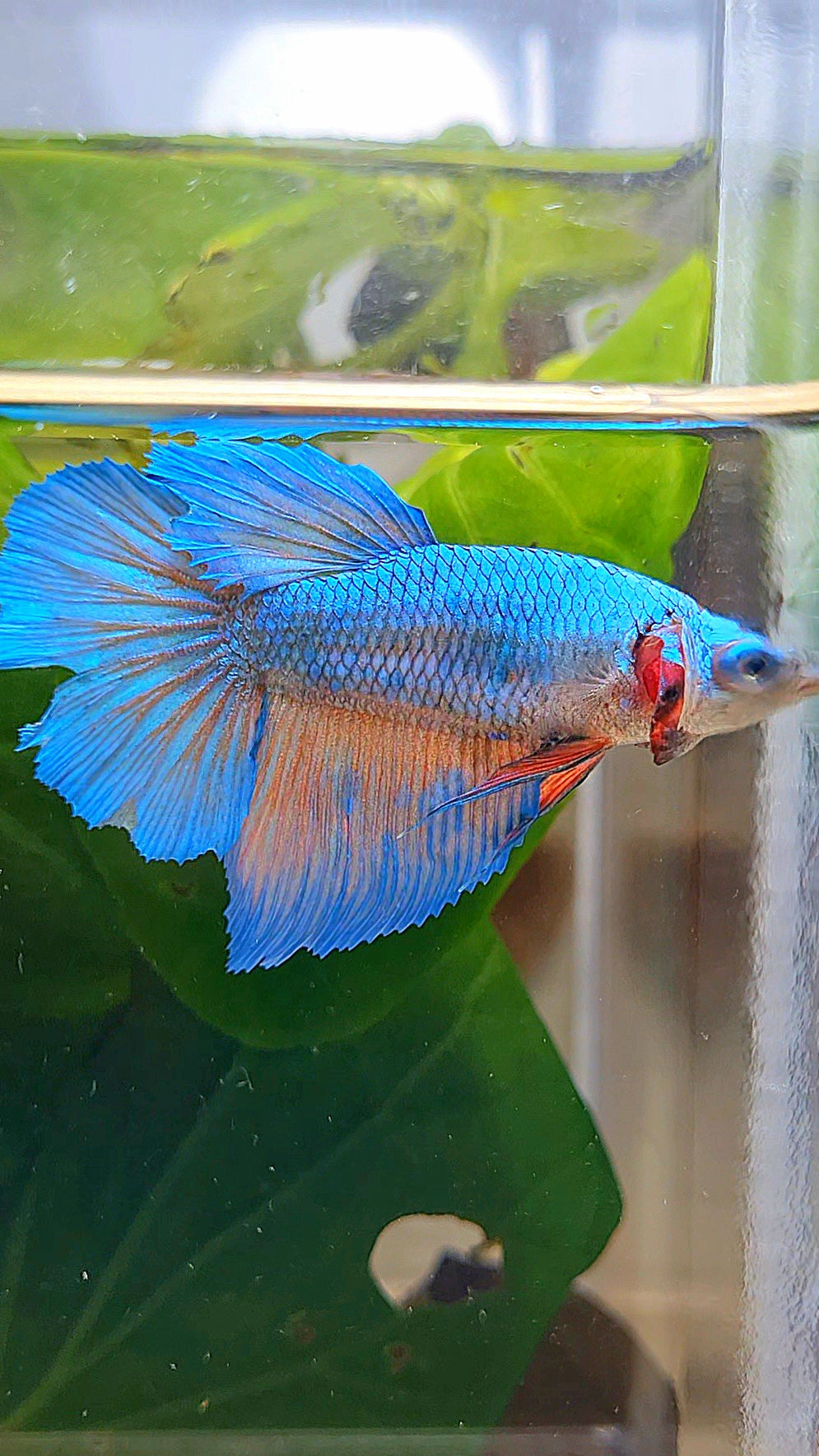FEMALE HALFMOON BLUE ORANGE WASH BETTA FISH