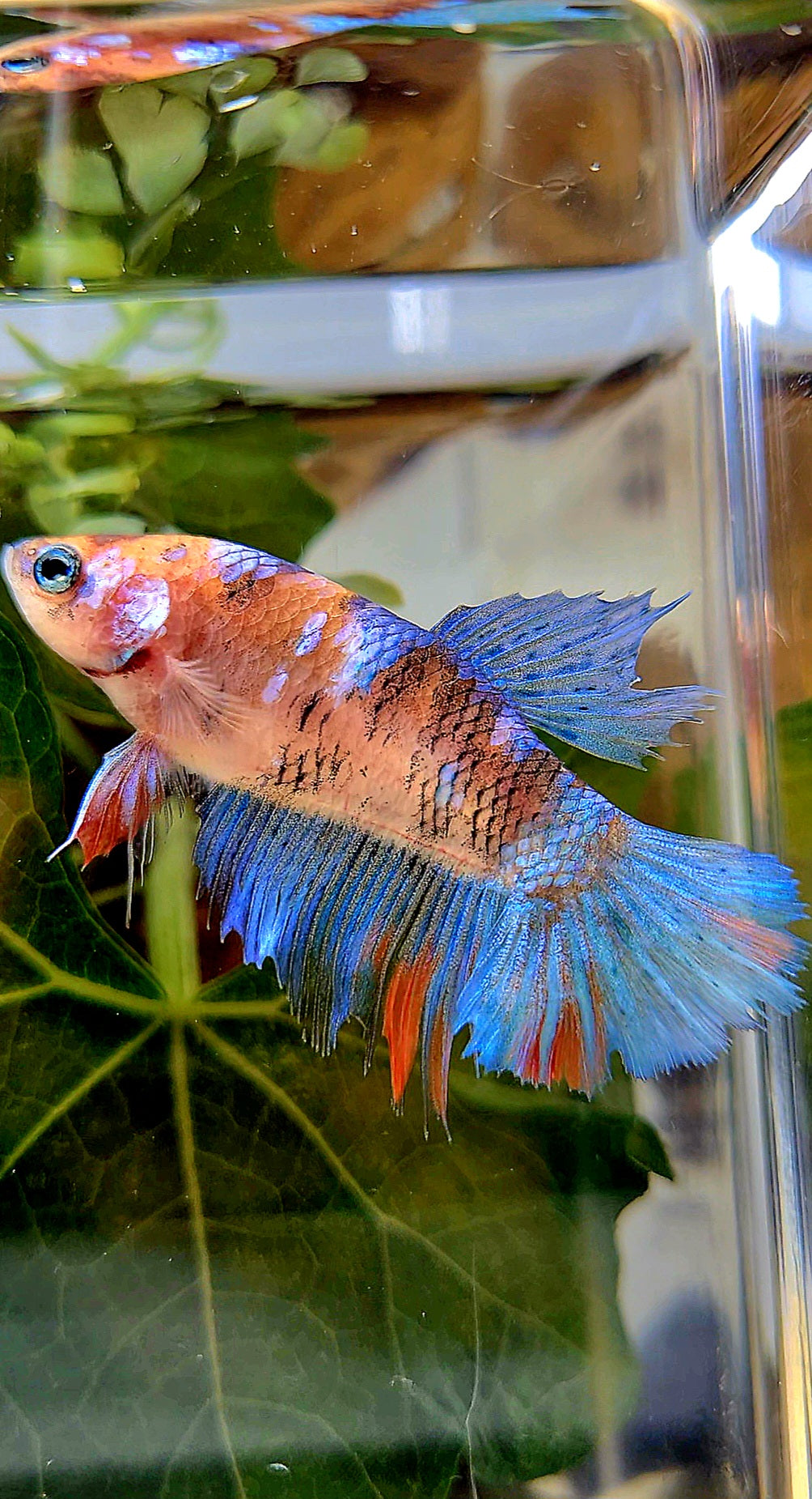 FEMALE HALFMOON KOI BETTA FISH
