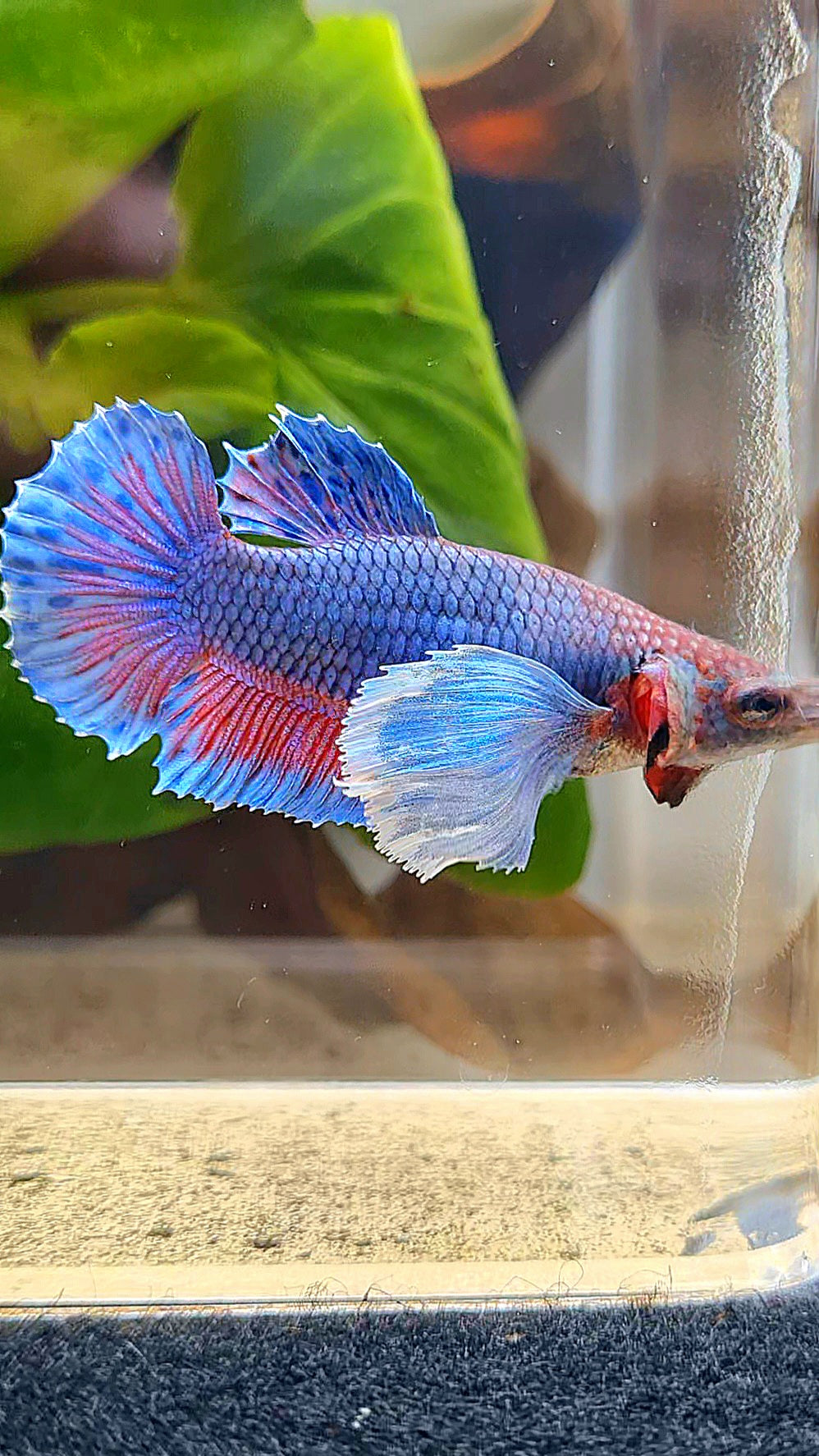 FEMALE PLAKAT SUPER DUMBO EAR BLUE PURPLE BETTA FISH