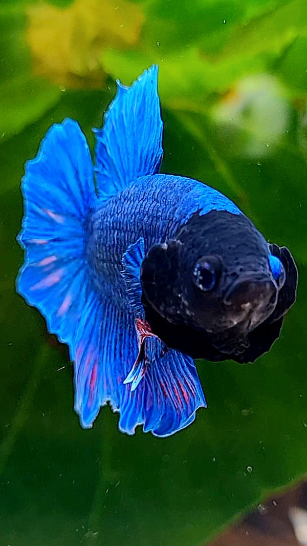 PLAKAT BLACK FACE BLUE BETTA FISH