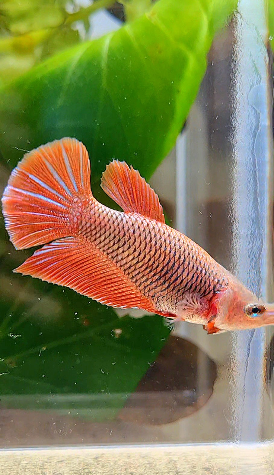 FEMALE HMPK RED FANCY BETTA FISH