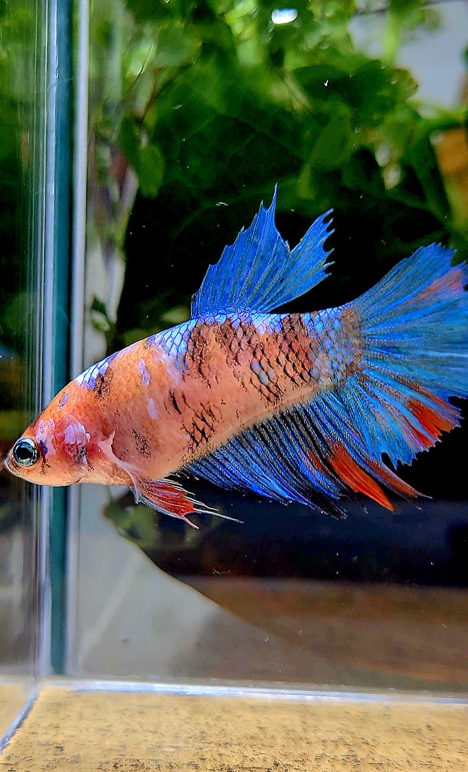 FEMALE HALFMOON KOI BETTA FISH